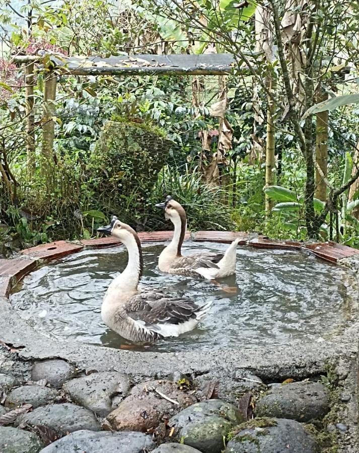 Hostal Campestre El Santuario Filandia Buitenkant foto